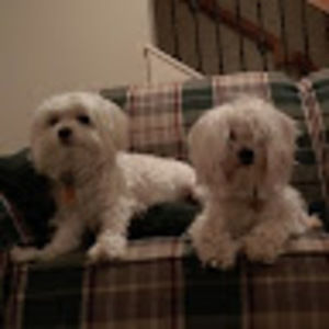 Meet your Posher, Steven